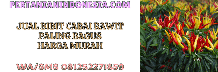 jual,murah,pertanian indonesia,jual bibit cabai rawit,jual bibit cabai rawit paling bagus murah